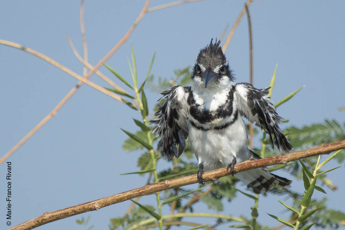 Pied kingfisher (martin-pêcheur pie) after a dive by Marie-France and Denis Rivard ©